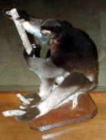 ������ - ����� 